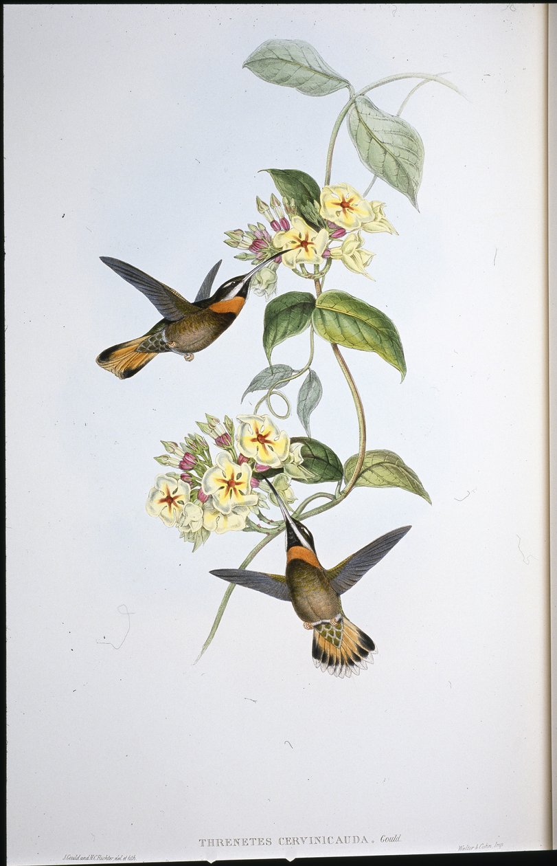 Fawn-tailed piikkikurkku-kolibri (Threnetes Cervinicauda) (käsinvärinen lito) tekijältä John (after) Gould