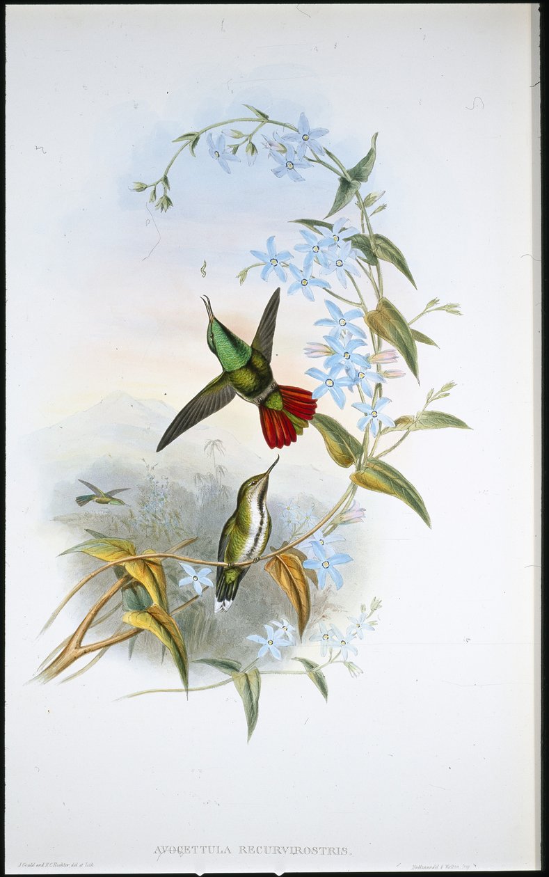 Avokki (Avocettula Recurvirostris) (käsin värjätty litografia) tekijältä John (after) Gould
