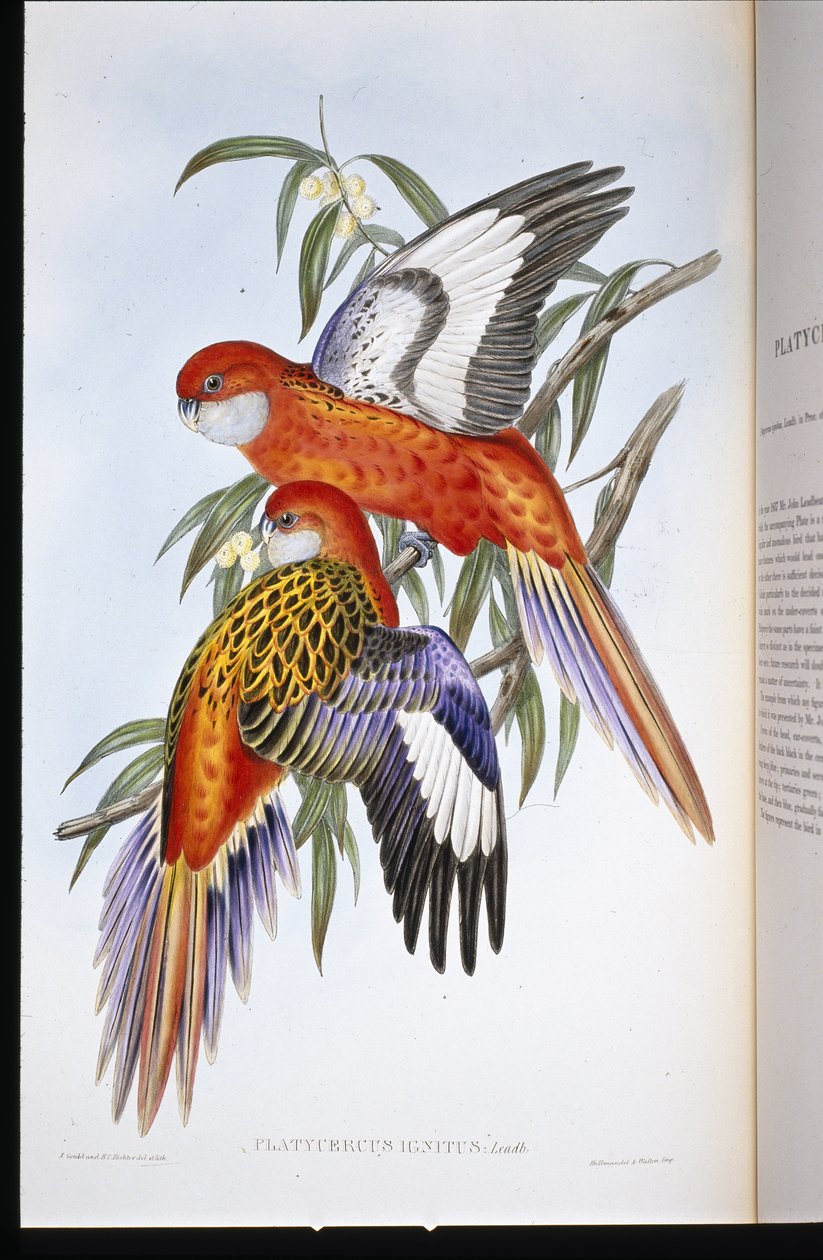 Tulinen papukaija (platycercus ignitus) (käsinvärinen lito) tekijältä John (after) Gould