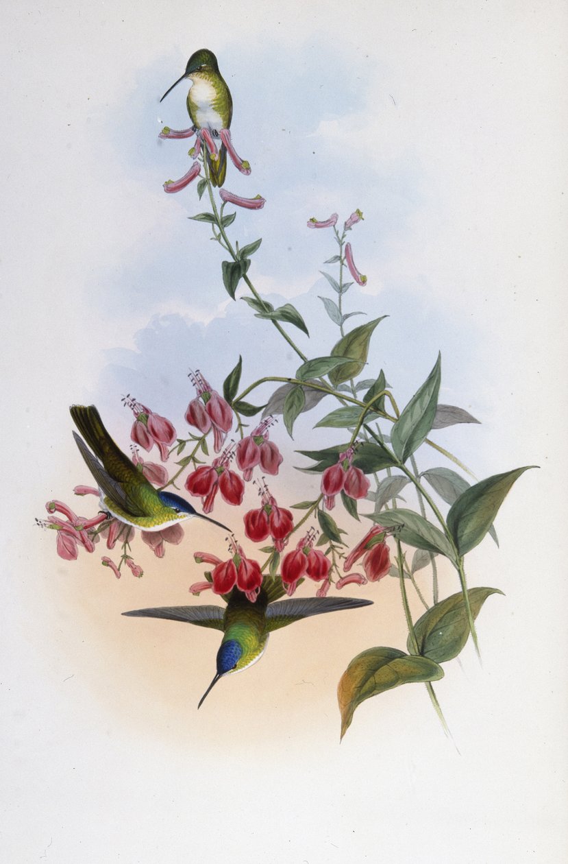Francian Azure-Crwn (Cyanomyia Franciae) (käsinvärinen lito) tekijältä John (after) Gould