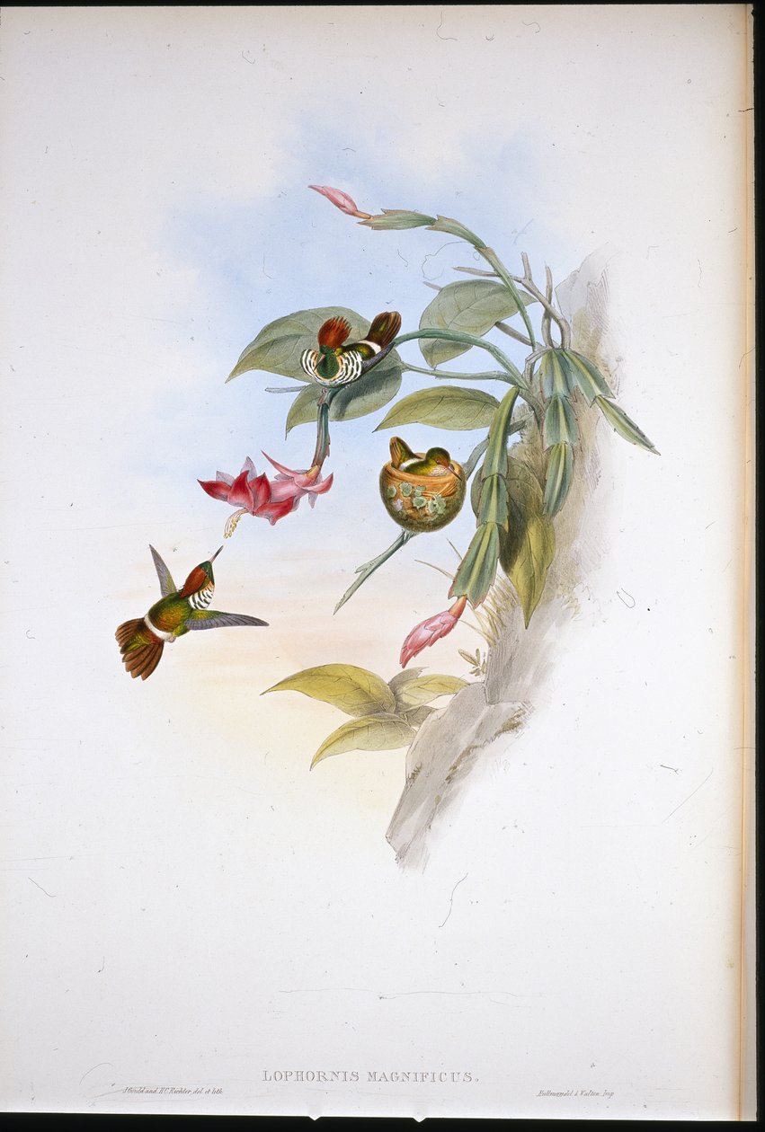röyhelöinen coquette (Lophornis Magnificus) tekijältä John (after) Gould