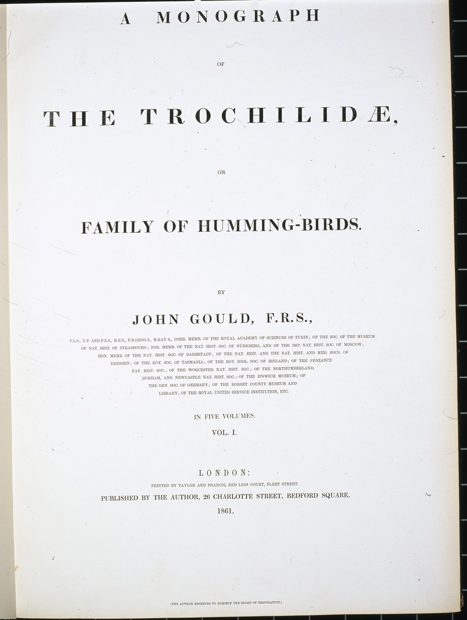 Etukuva (käsin väritetty litografia). tekijältä John (after) Gould