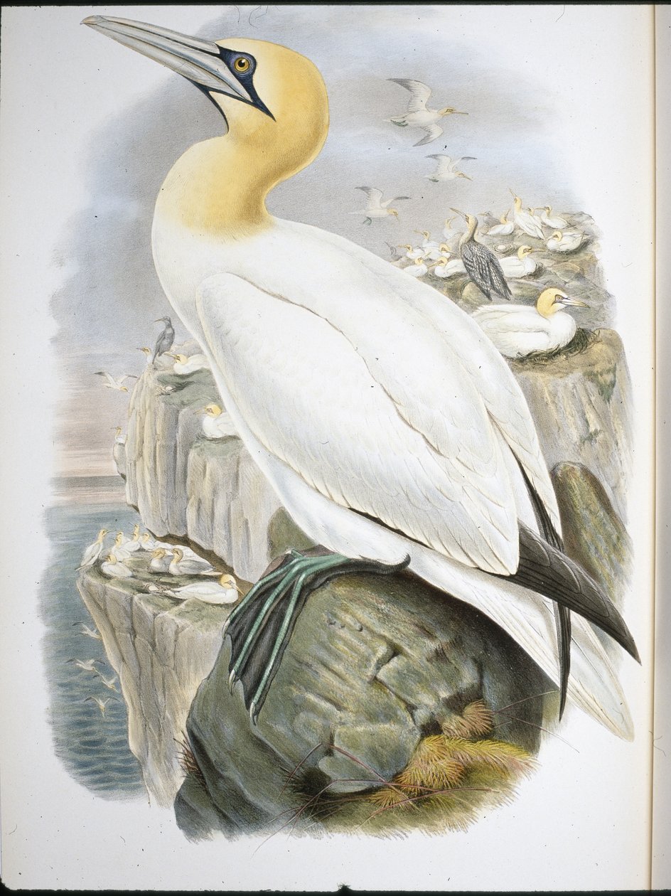 Ganet (Sula Bassana) (käsinvärinen lito) tekijältä John (after) Gould