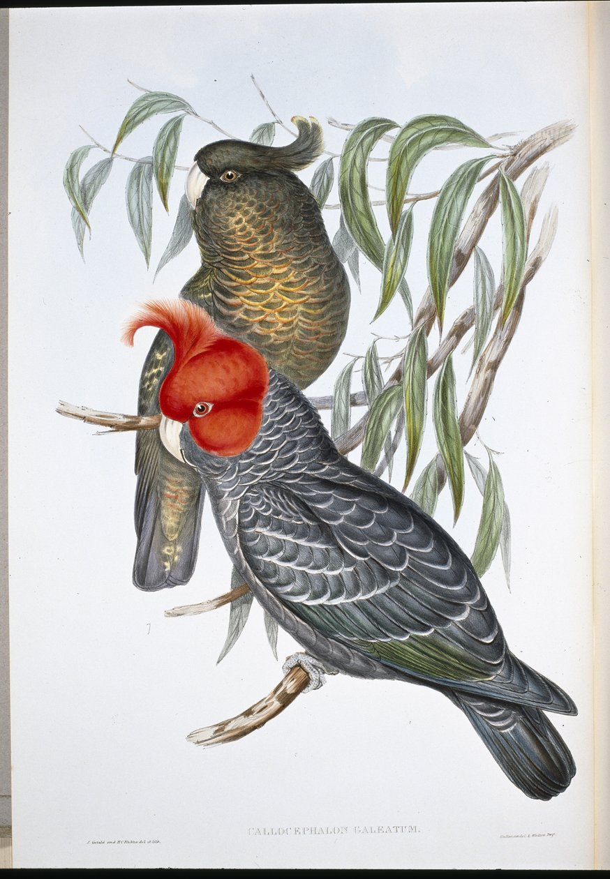 Gang-gang-kakadu (Callocephalon Galeatum) (käsinvärinen lito) tekijältä John (after) Gould