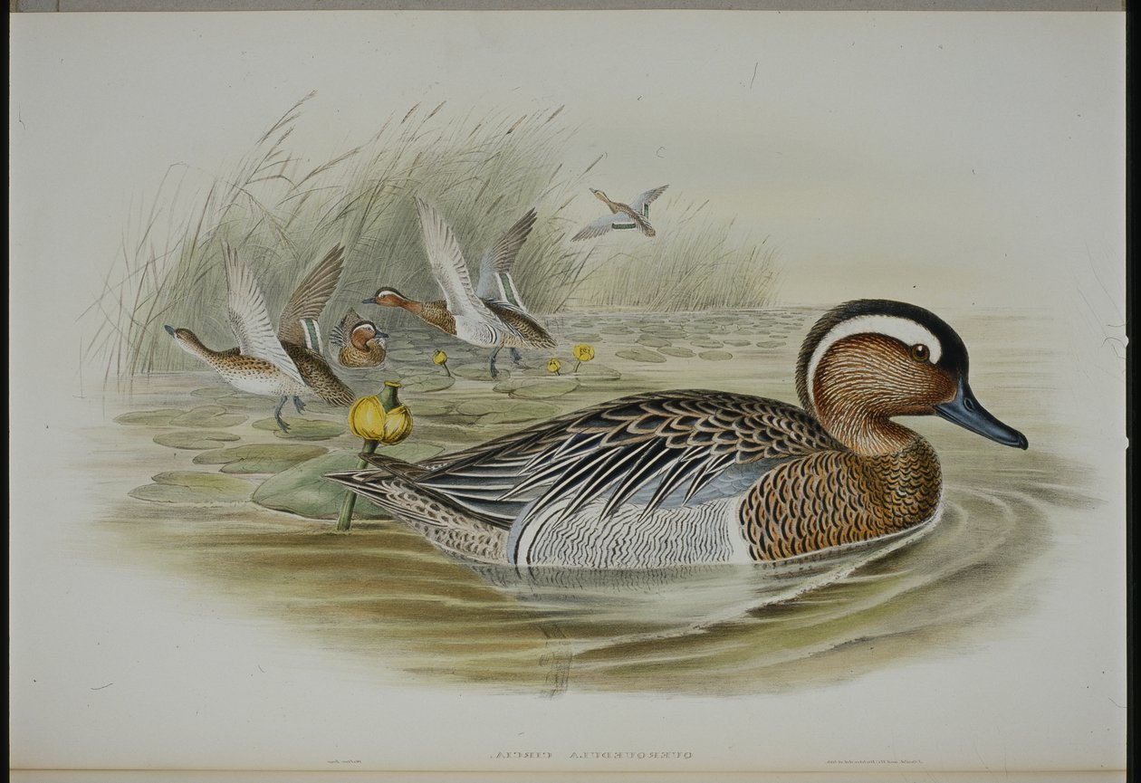 Garganey (Querquedula Circia) (käsinvärinen lito) tekijältä John (after) Gould