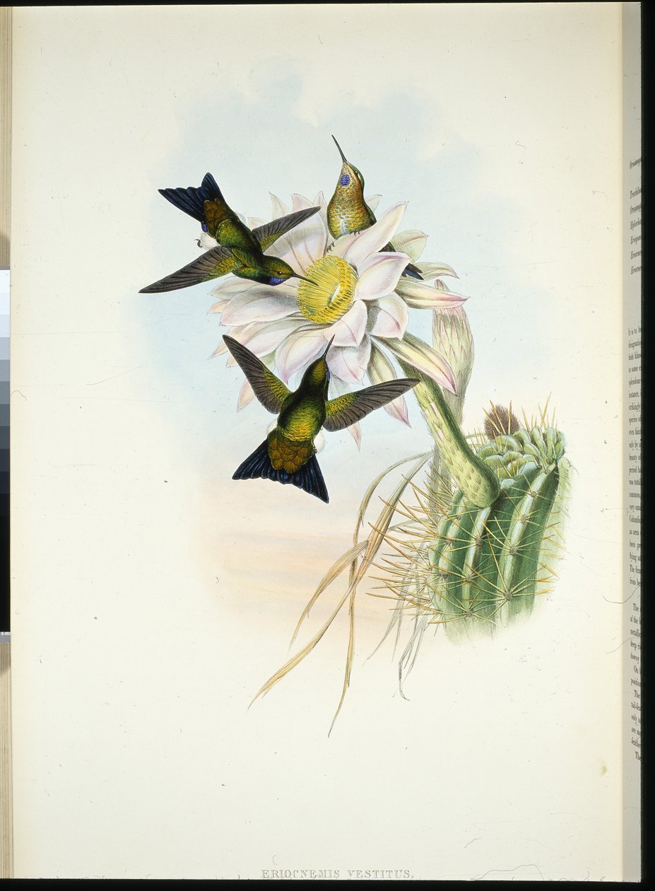Glowing Puff-leg (Eriocnemis Dress) (käsinvärinen litho) tekijältä John (after) Gould