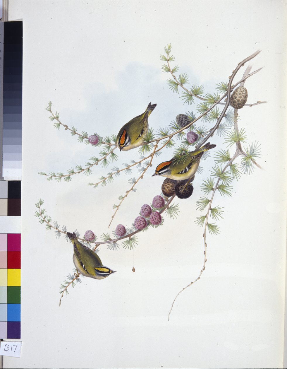 Goldcrest (Ragels Regles) (käsinkuroitu lito) tekijältä John (after) Gould