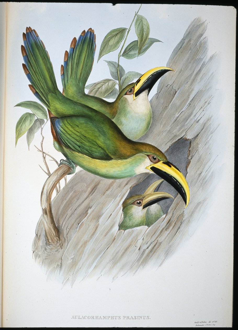 Kullanvihreä Groovebill Toucan (Aulacoramphus Prasinus) (käsinvärinen lito) tekijältä John (after) Gould