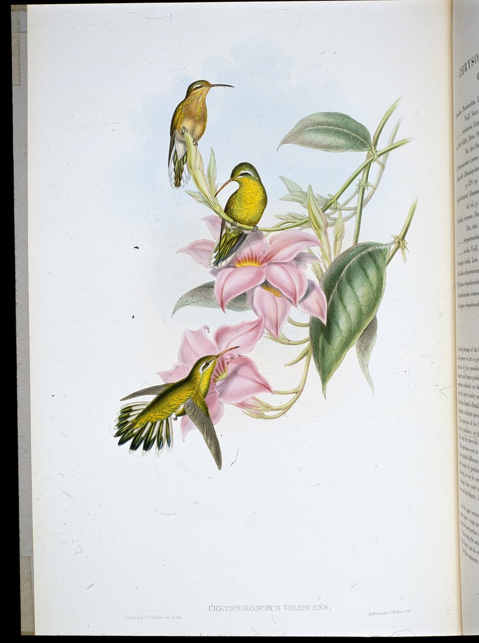 Kultakurkkukolibri (Chryso Bronchus Viriscens) (käsinvärinen lito) tekijältä John (after) Gould