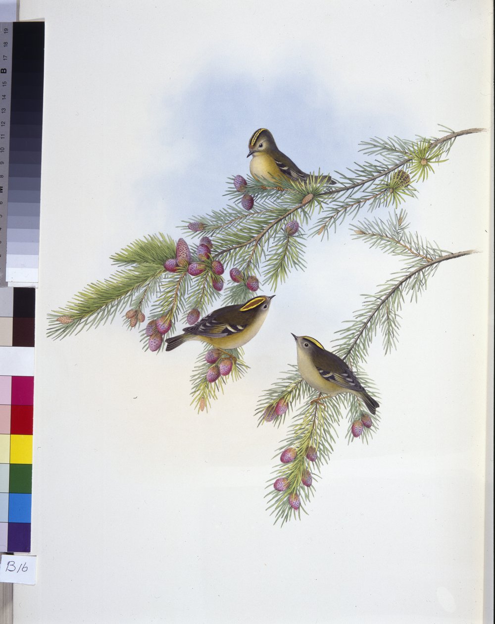 Kultaharjainen (Regulus Cristatutus) (käsinvärinen lito)Kultaharjainen (Regulus Cristatutus) (käsinvärinen lito) tekijältä John (after) Gould