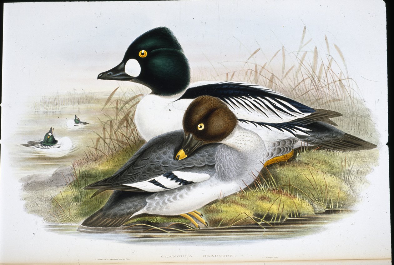 Kultainen silmä (Clangula Glaucion) (käsinvärinen litho) tekijältä John (after) Gould