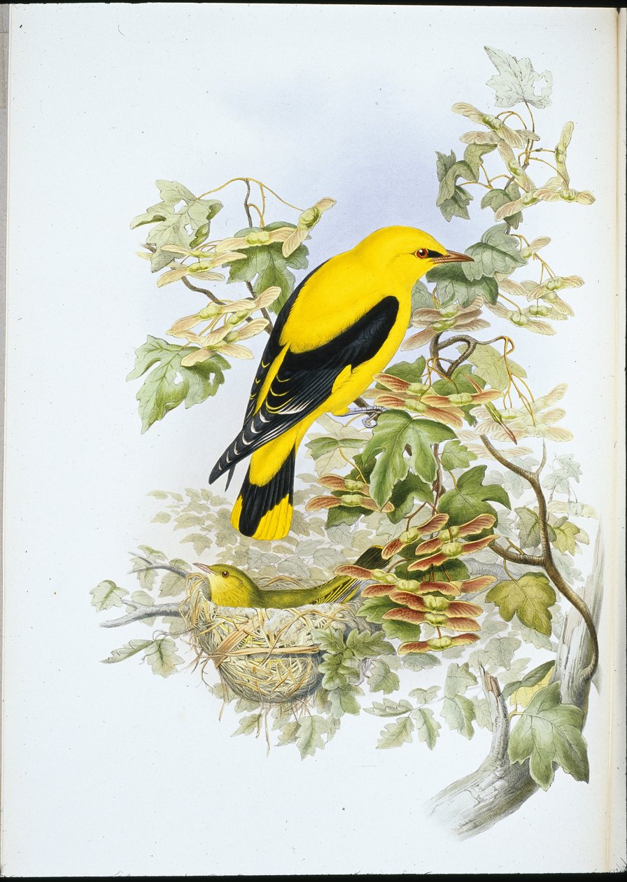 Golden Oriole (Oriolus Galbula) (käsinvärinen litho) tekijältä John (after) Gould