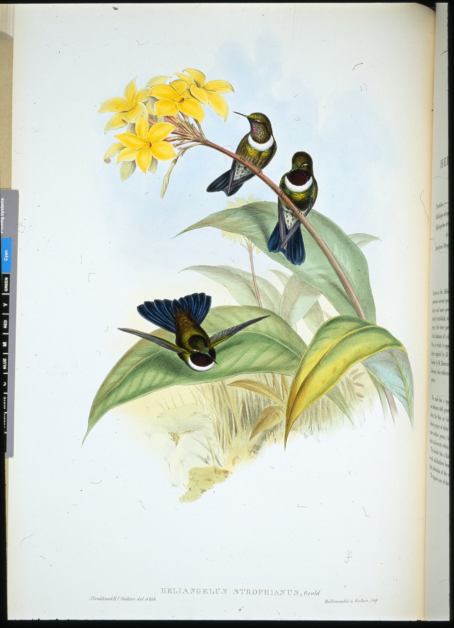 Gorgeted Sun Angel (Helangelus Strophianus) (käsinvärinen lito) tekijältä John (after) Gould