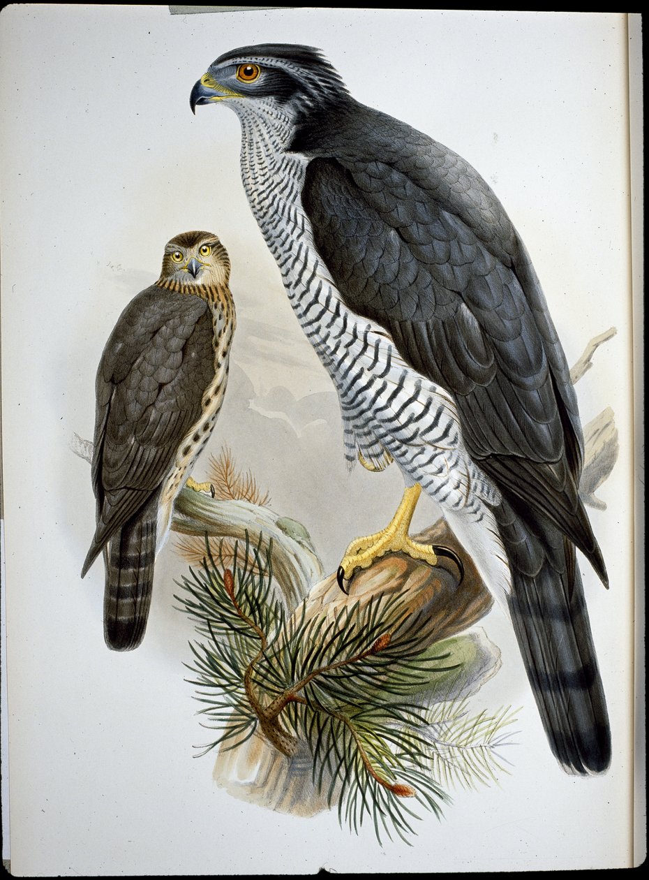 Goshawk (Astur Palumbarius) (käsinvärinen lito) tekijältä John (after) Gould