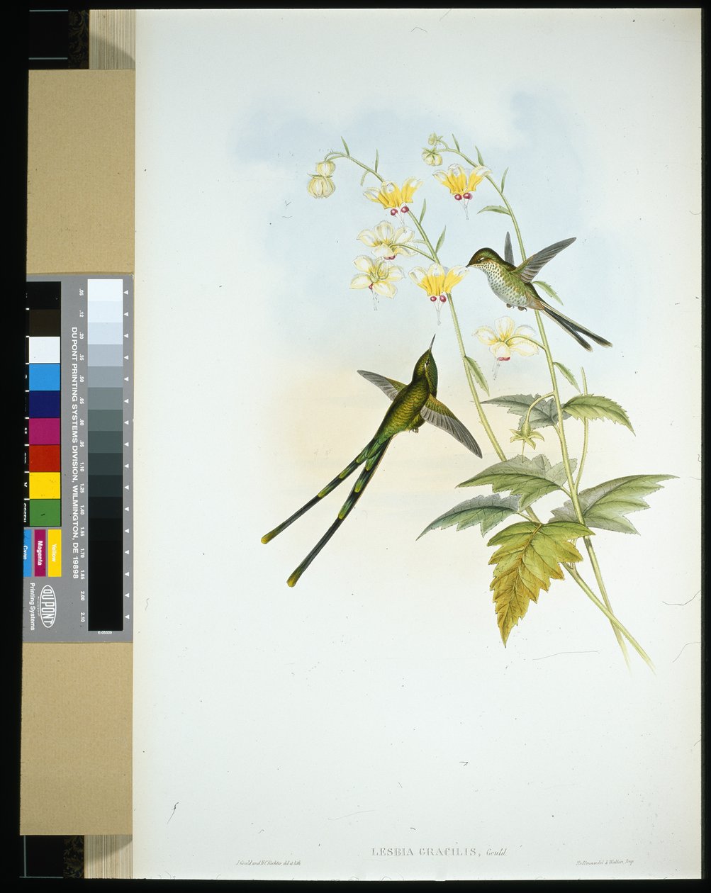 Graceful Train-bearer (lesbia gracilis) (käsinvärinen lito) tekijältä John (after) Gould