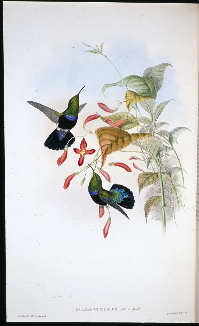 Ruoho-vihreärintainen karibu (Eulampis Chlorolaemus) (käsin värjätty litografia) tekijältä John (after) Gould