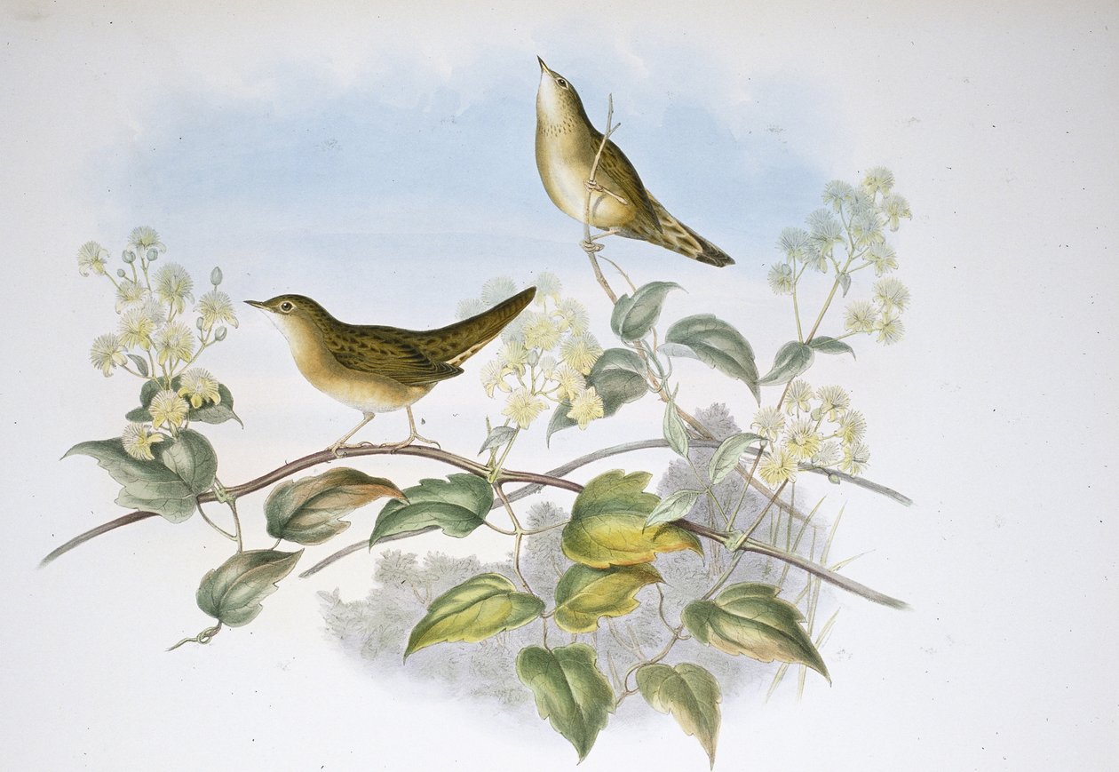 Heinäsirkkakirkko (Locustella Auicula) (käsinvärinen lito) tekijältä John (after) Gould