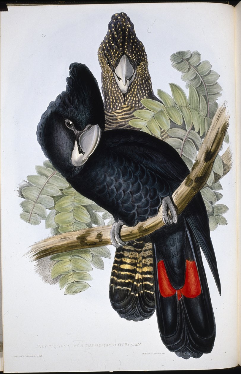 Mustakakadu (Calyptorhynchus Macrorhynchus) (käsin värjätty litografia) tekijältä John (after) Gould