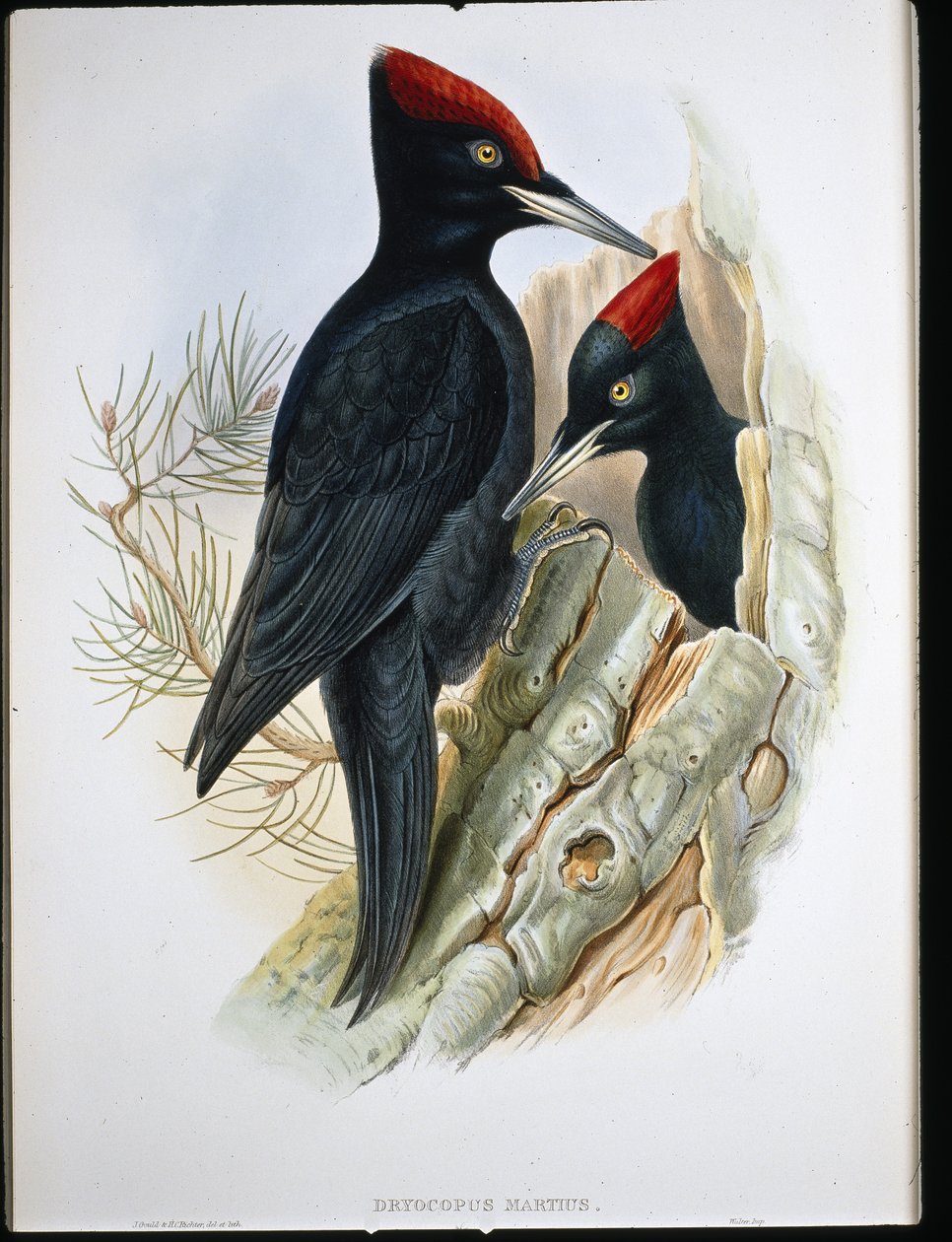 Isotikka (Dryocopus Martius) (käsinvärinen lito) tekijältä John (after) Gould