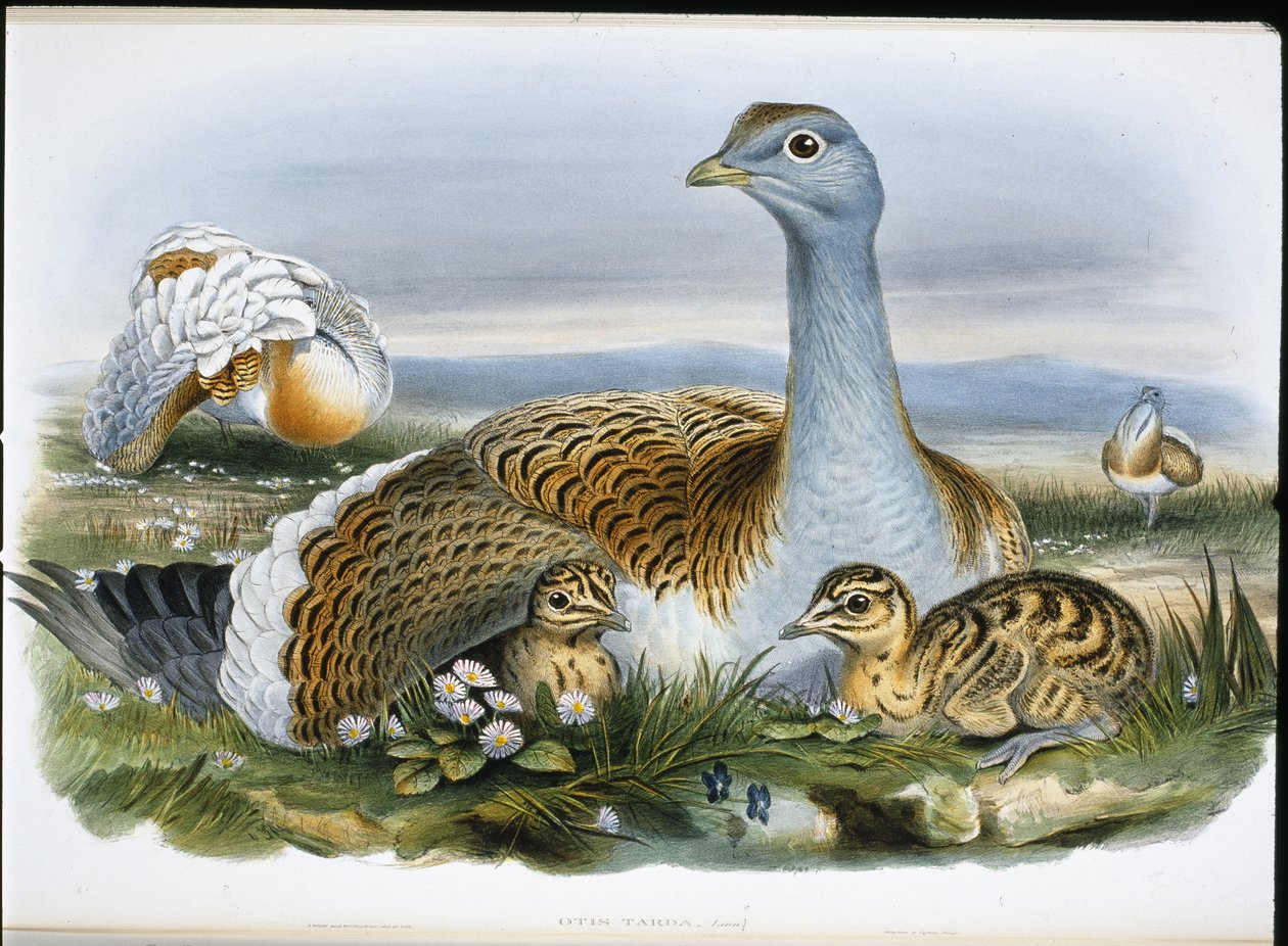 Isotauti (Otis Tarda) (käsinvärinen lito) tekijältä John (after) Gould