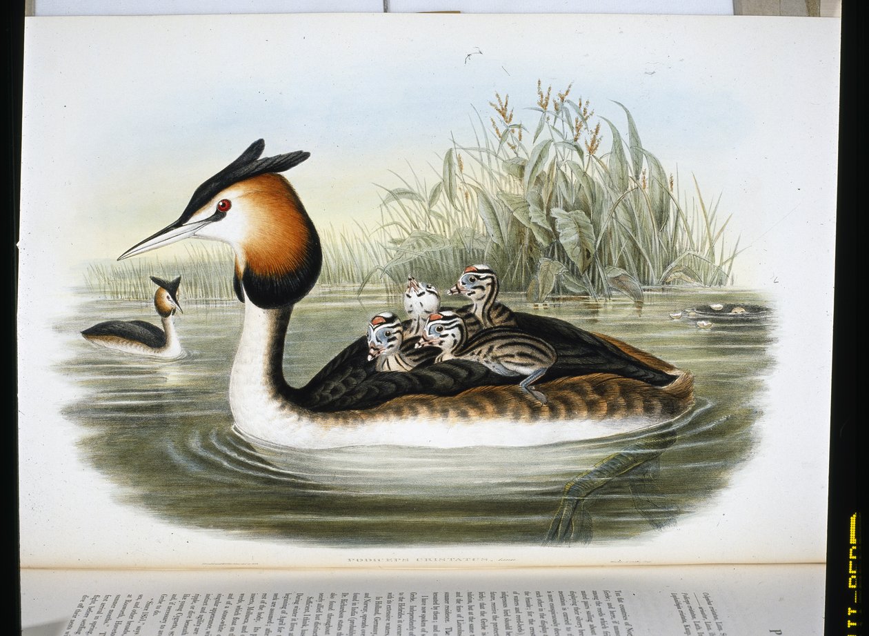 Harikurkku (Podiceps Cristatus) (käsinvärinen lito) tekijältä John (after) Gould
