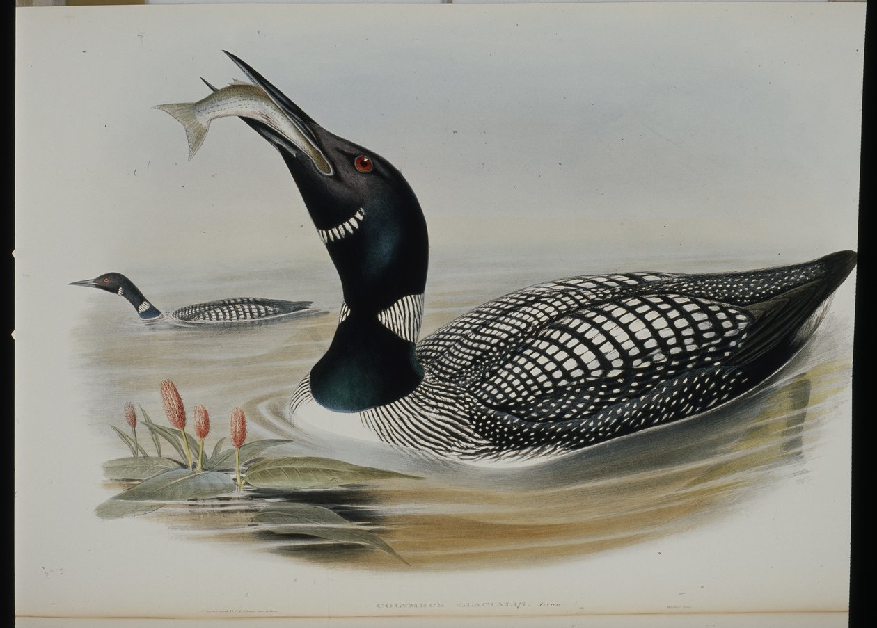 Great Northern Diver (Colymbus Glacialis) (käsinvärinen litho) tekijältä John (after) Gould