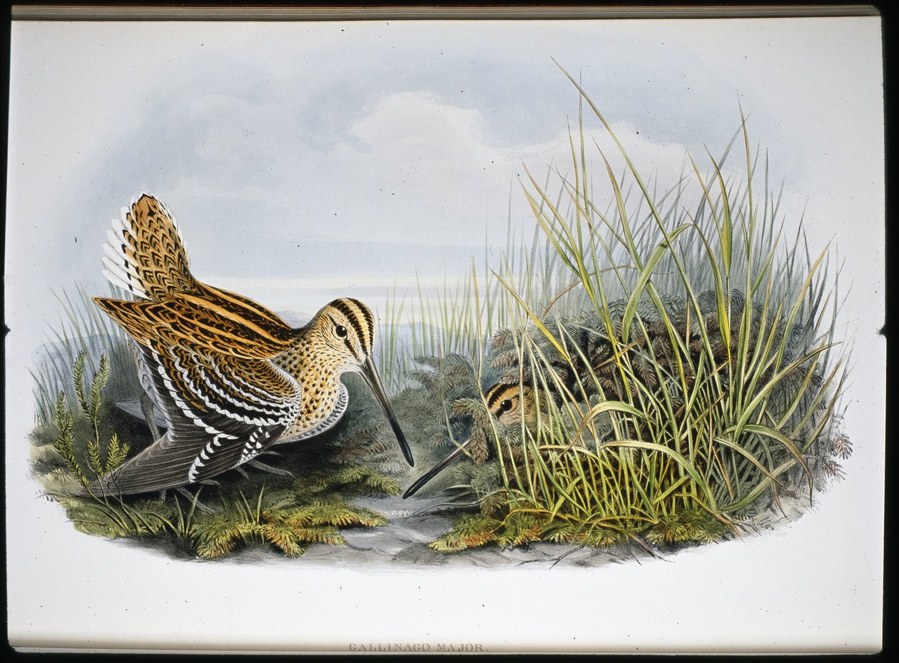 Suuri nuija (Gallinaco Major) (käsinvärinen lito) tekijältä John (after) Gould