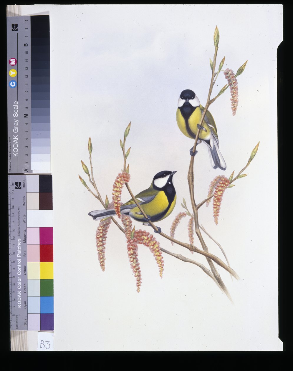 Talitiainen (Parus Major) (käsinvärinen lito) tekijältä John (after) Gould