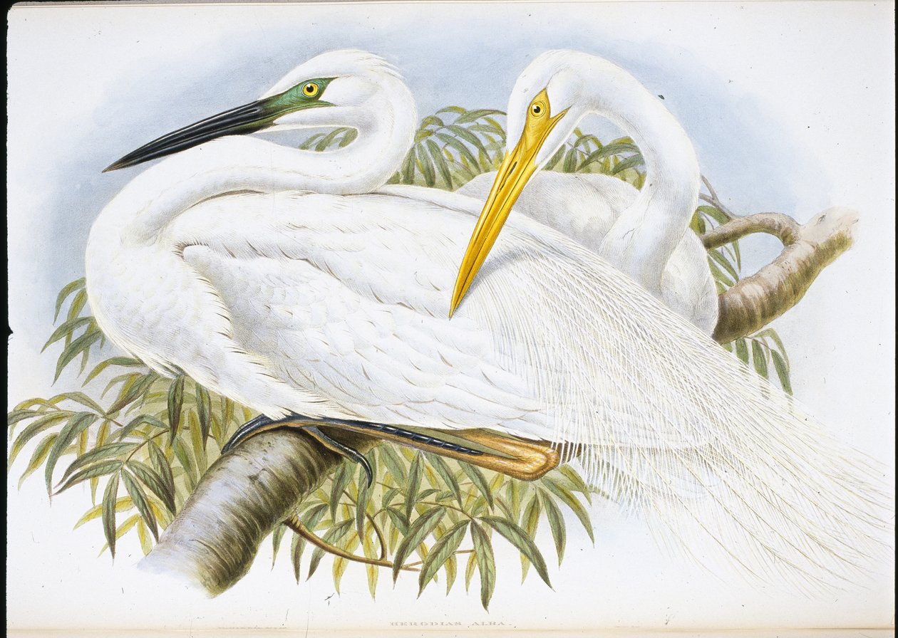 Valkohaikara (Herodias Alba) (käsinvärinen lito) tekijältä John (after) Gould