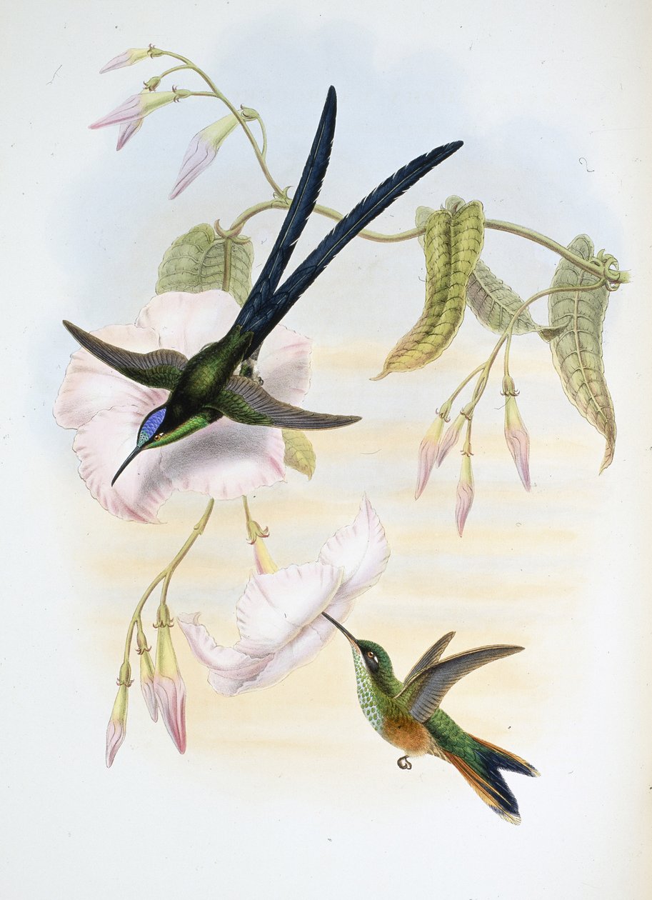 Suuri haarukkapyrstö kolibri (Hylonymphia Macrocerca) (käsinvärinen lito) tekijältä John (after) Gould