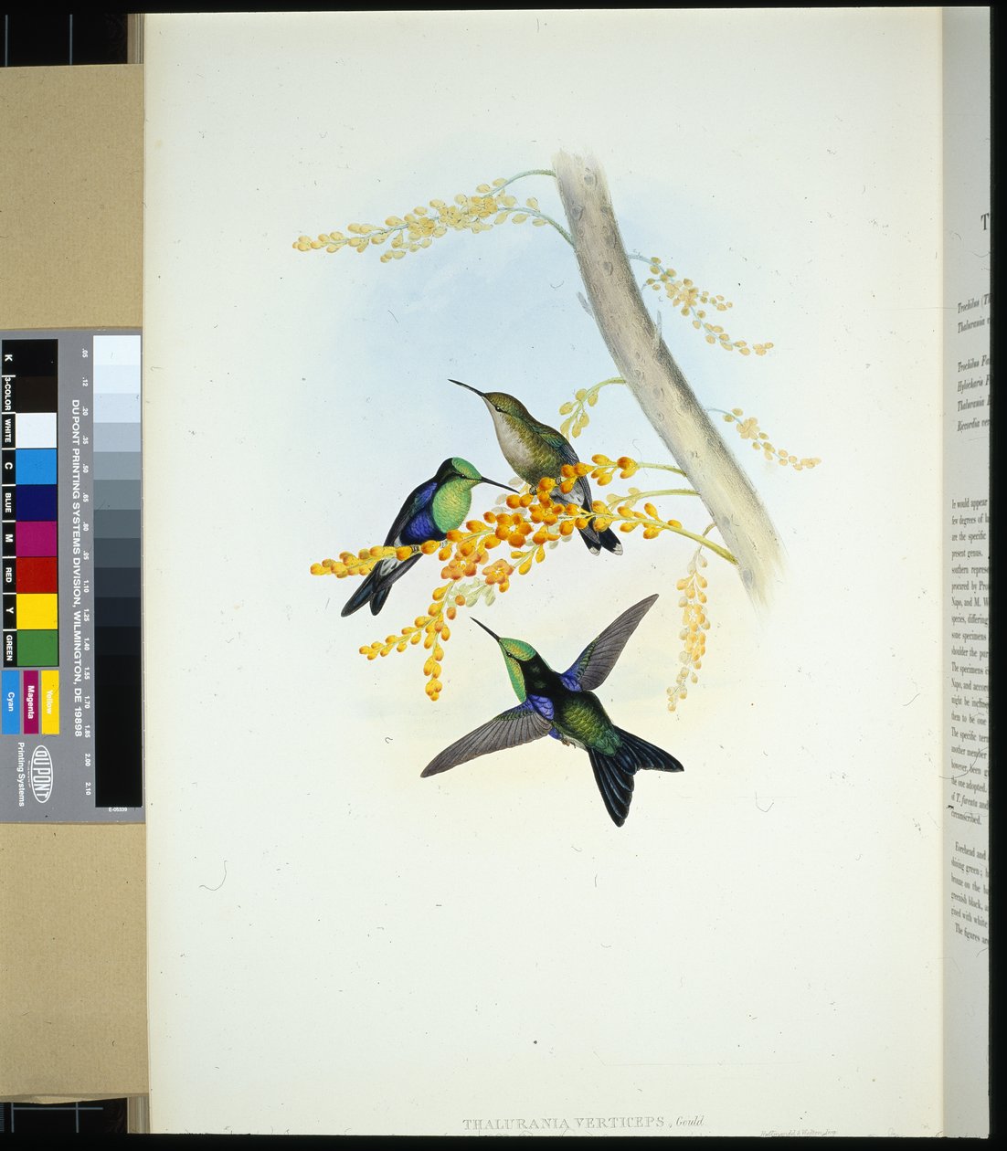 Vihreäkruunuiset panopliitit (thalurania verticeps) (käsinvärinen lito) tekijältä John (after) Gould