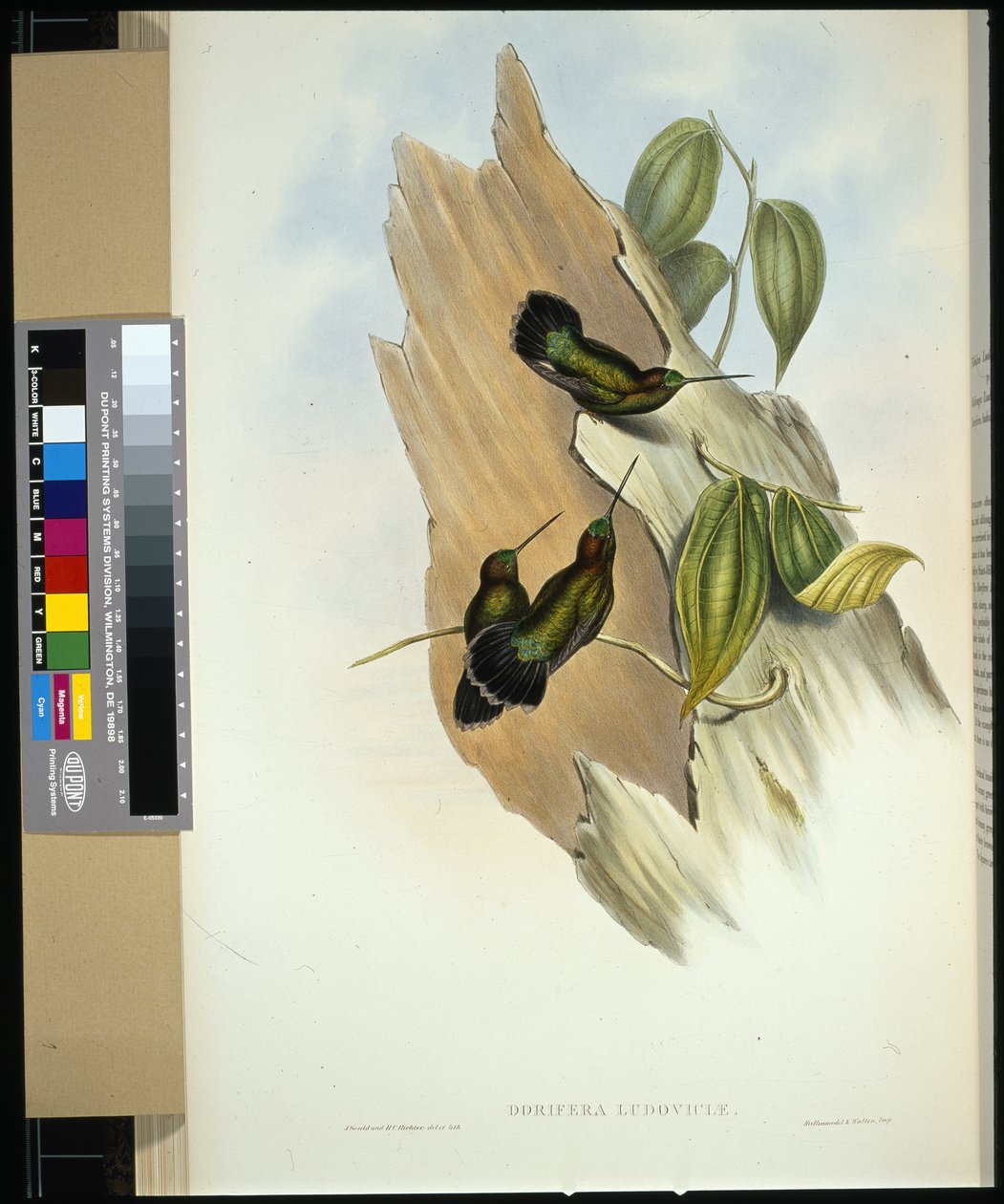 Vihreäkärkinen nokka (dorifera ludoviciae) (käsinvärinen lito) tekijältä John (after) Gould