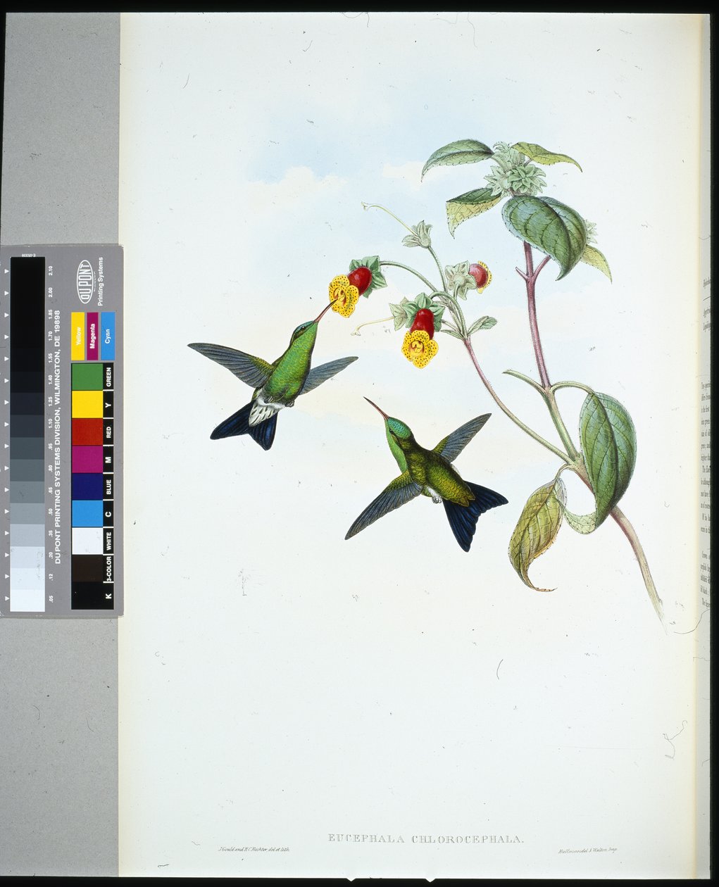 Vihreäpäinen safiiri (eucephala chlorocephela) (käsinvärinen lito) tekijältä John (after) Gould