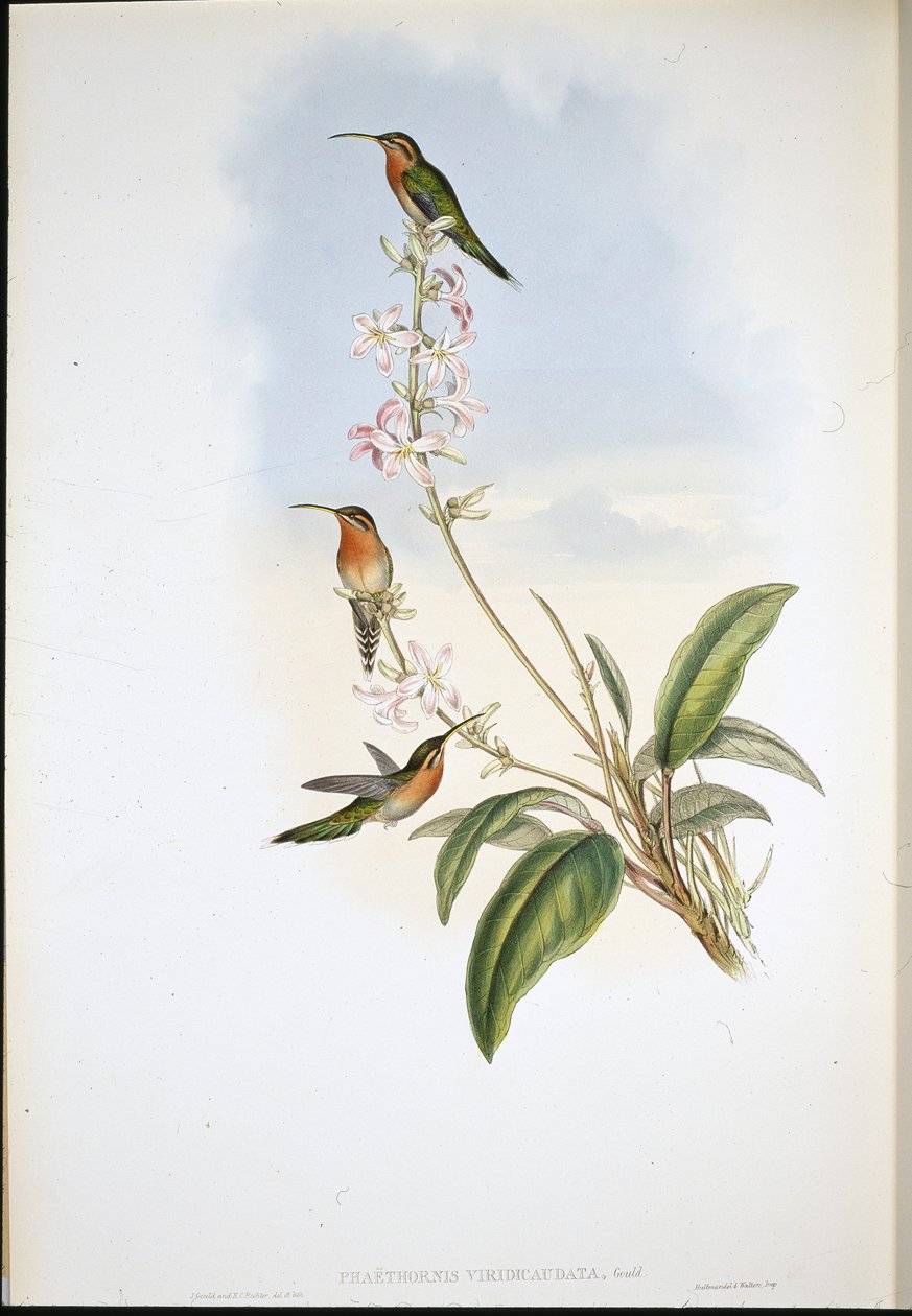 Vihreäpyrstö erakko (Phaethornis Viridicaudata) (käsinvärinen lito) tekijältä John (after) Gould