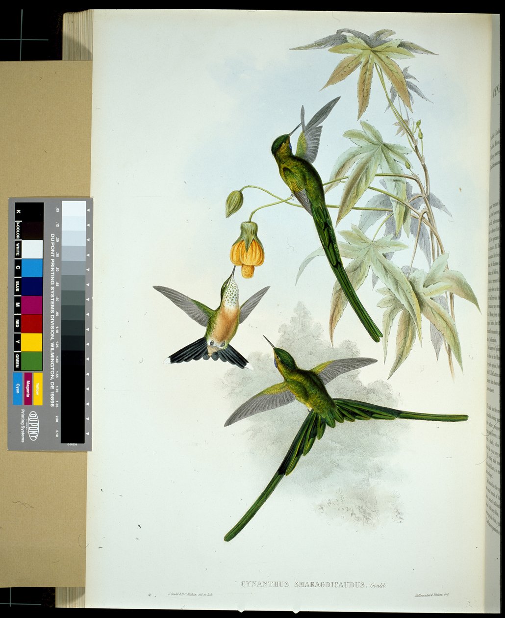 Viherpeippo (cynanthus smaragdicaudus) (käsin värjätty litografia) tekijältä John (after) Gould