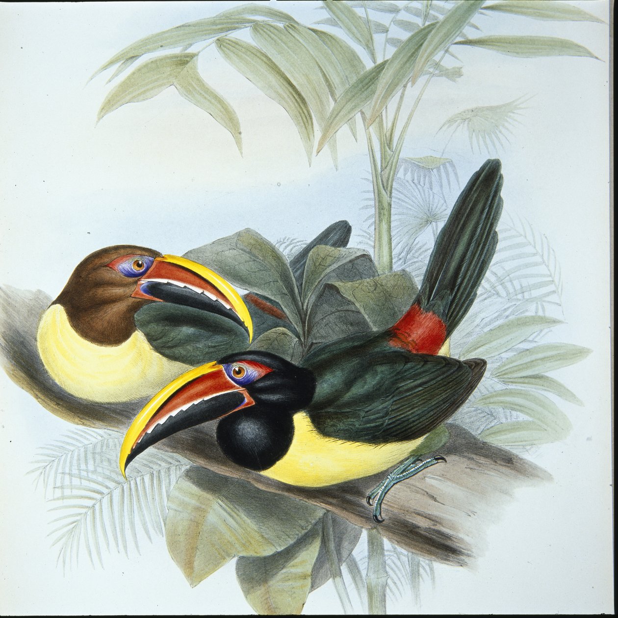 Vihreä Aracari (Pteroglossus Viridis) (käsinvärinen lito) tekijältä John (after) Gould
