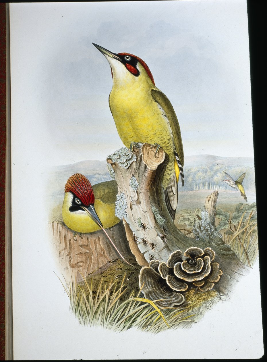 Vihreä tikka (Gecinus Viridis) (käsinvärinen lito) tekijältä John (after) Gould
