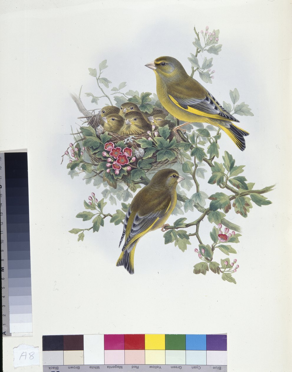 Viherpeippo (Ligurinus chloris) (käsin värjätty litografia) tekijältä John (after) Gould