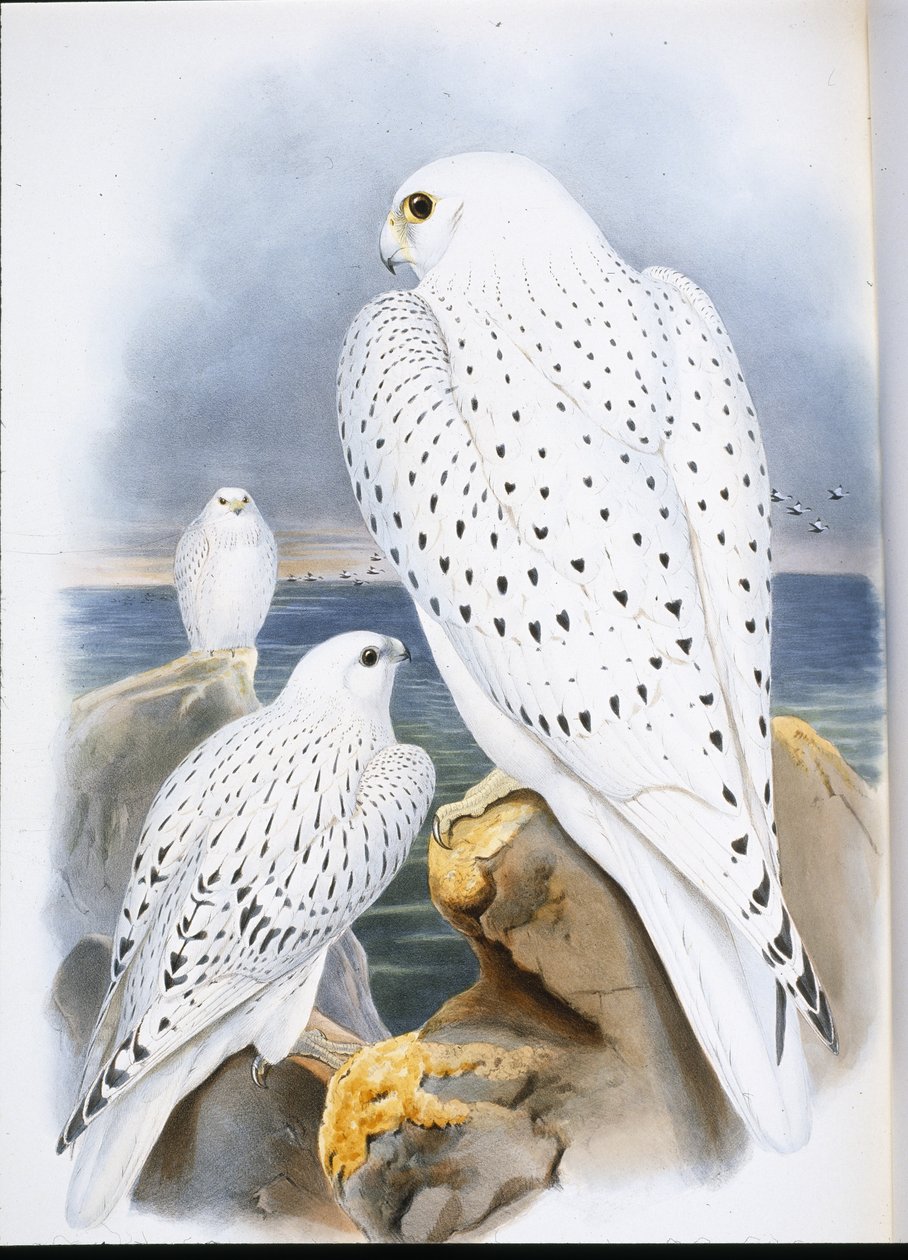Grönlannin haukka (Falco Candicans) (käsinvärinen lito) tekijältä John (after) Gould