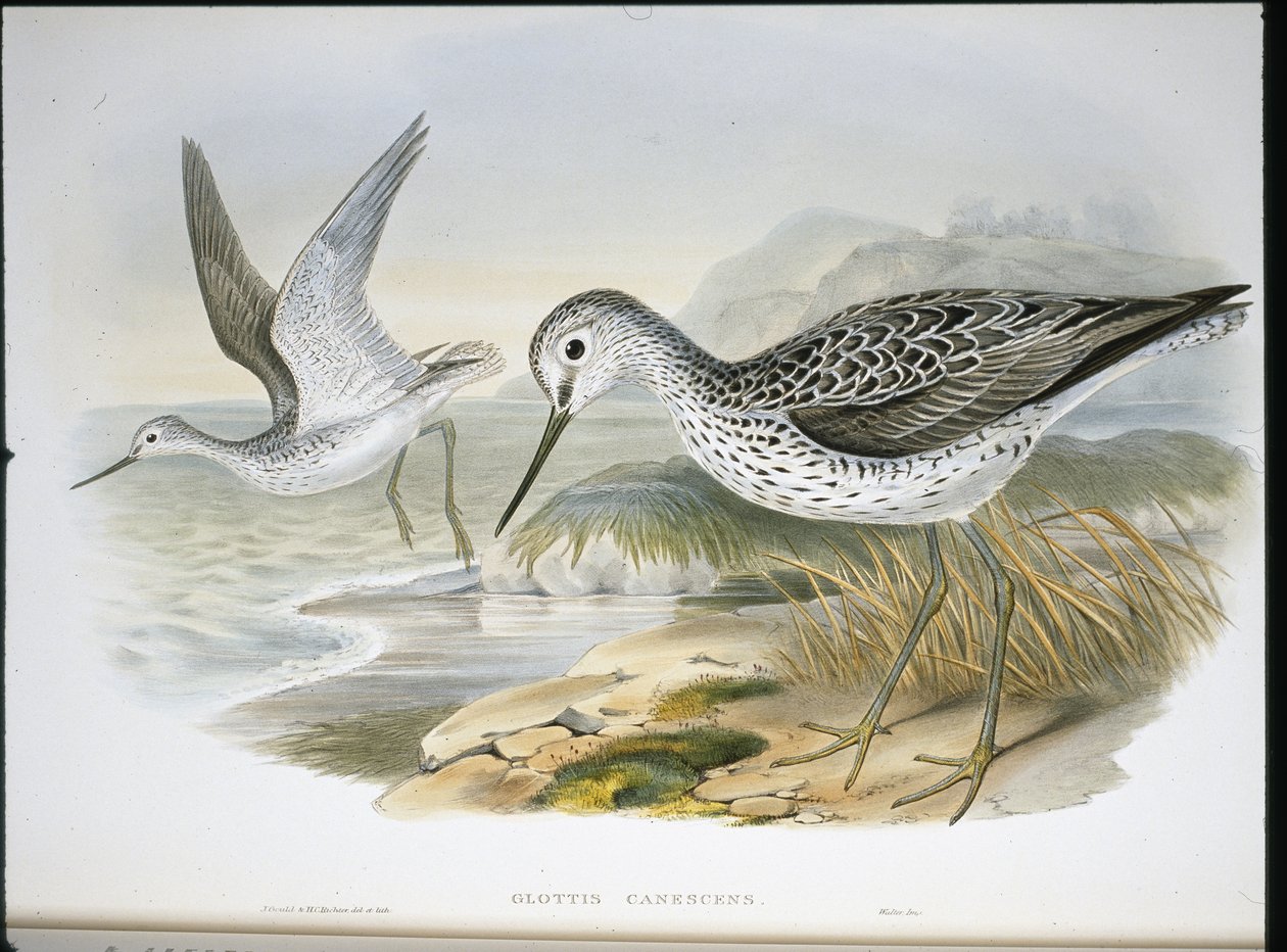 Vihreävarsi (Glottis Canescens) (käsinvärinen lito) tekijältä John (after) Gould