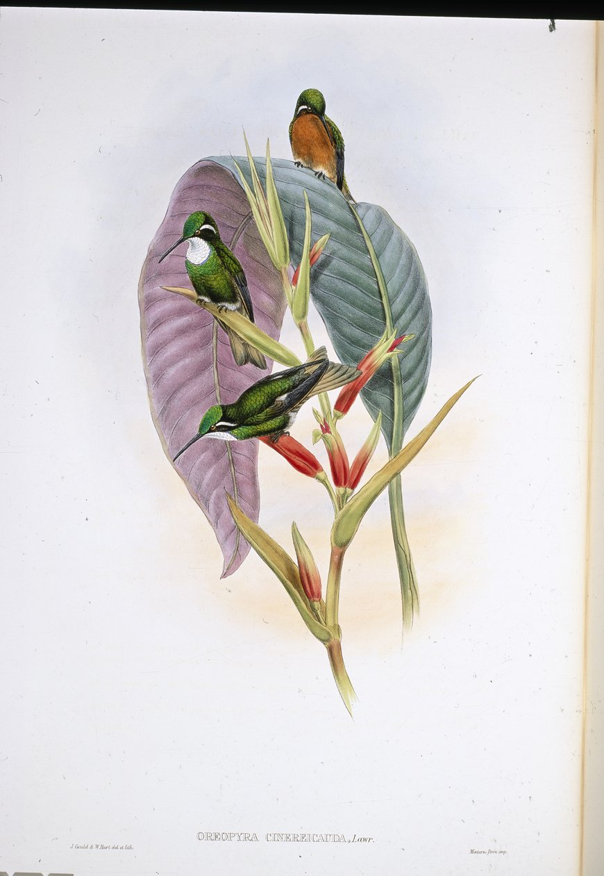 Harmaahäntäkolibri (Oreopyra Cinerea Cauda) (käsinvärinen lito) tekijältä John (after) Gould