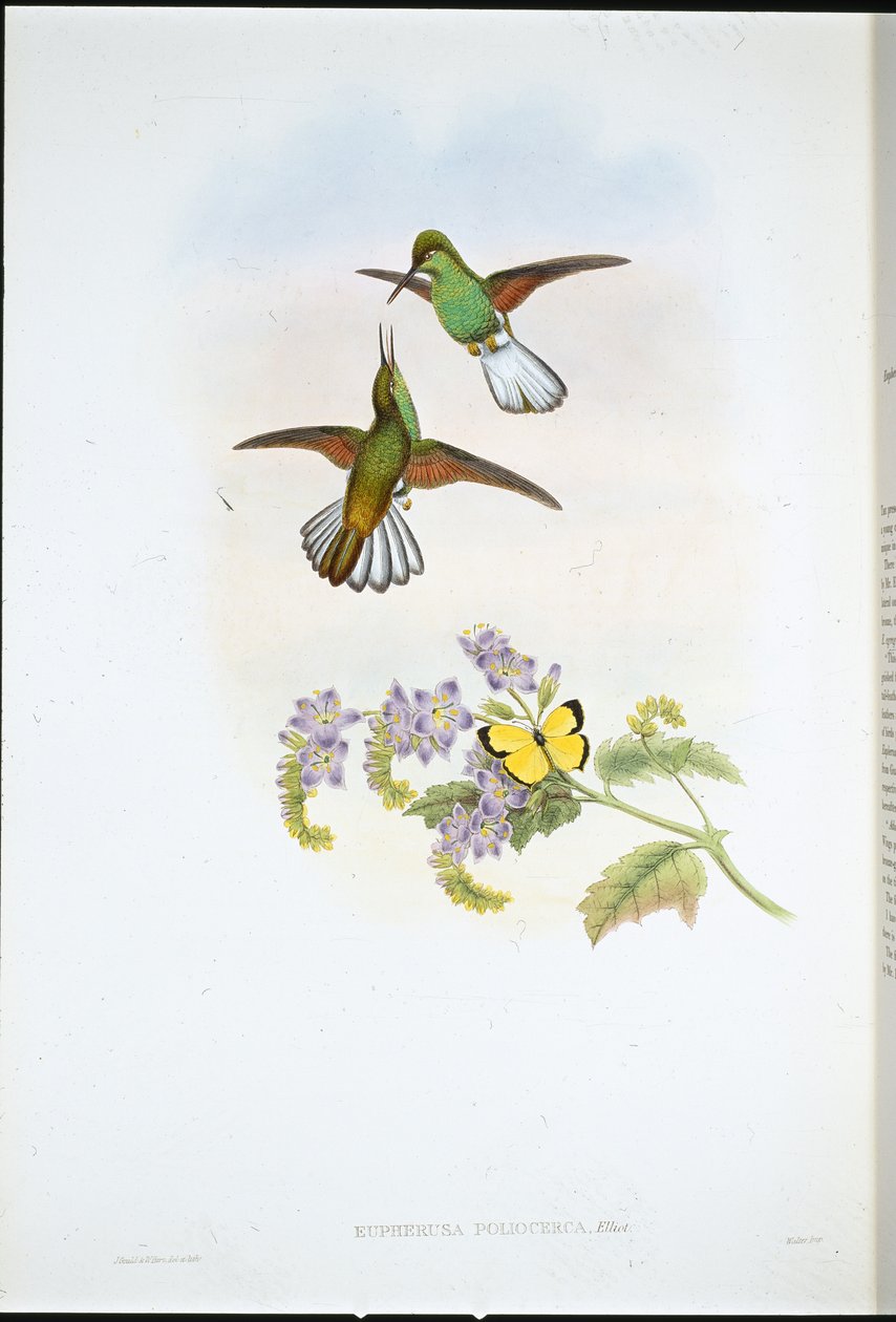Harmaa raidahäntä (Eupherusa Poliocerca) (käsinvärinen litho) tekijältä John (after) Gould
