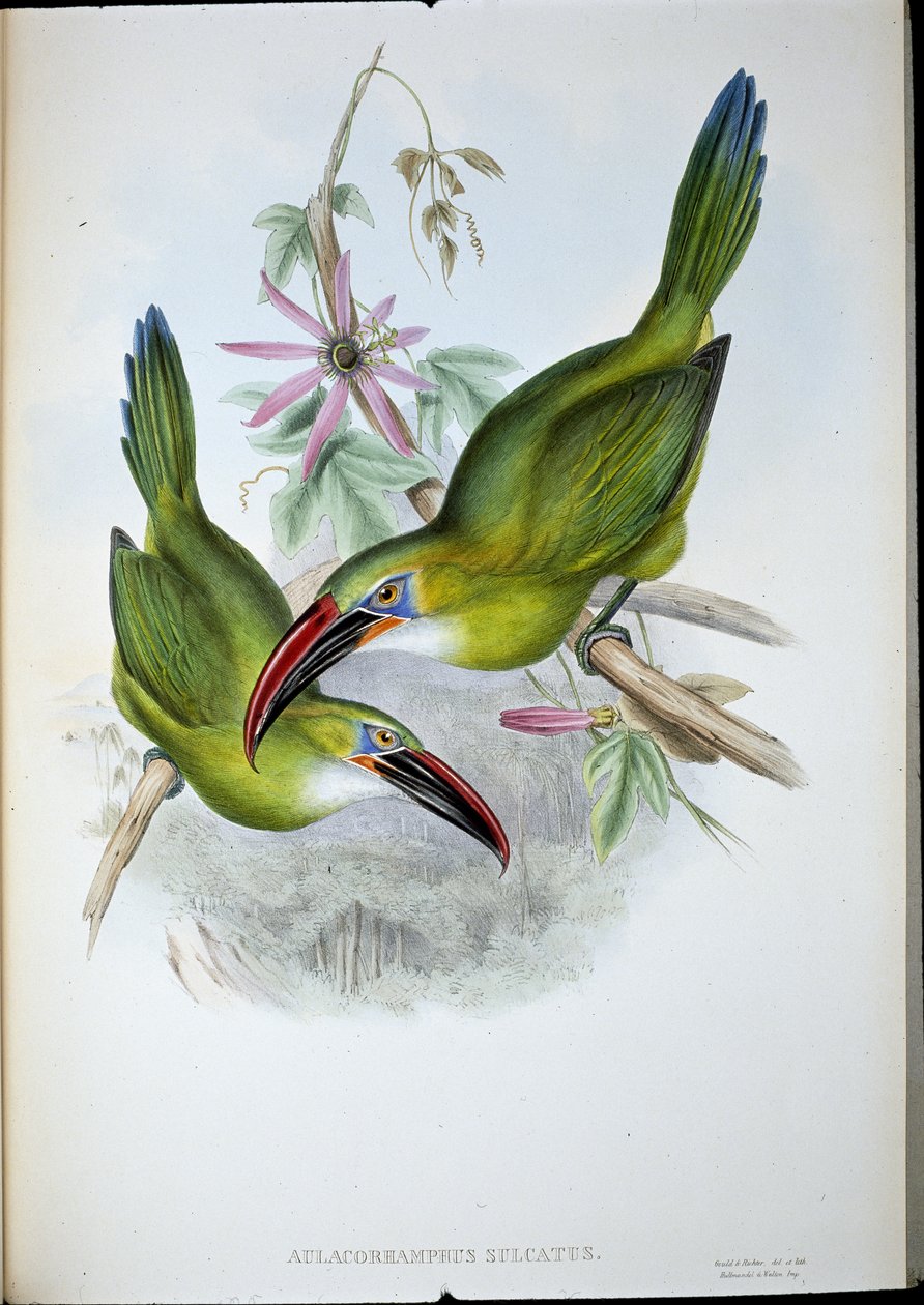 Groove-Bill Toucan (Aulacorhamphus Sulcatus) (käsinvärinen lito) tekijältä John (after) Gould