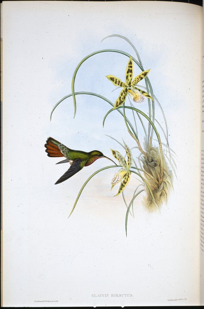 Karvainen erakko (Glaucis Hirsutus) (käsinvärinen lito) tekijältä John (after) Gould