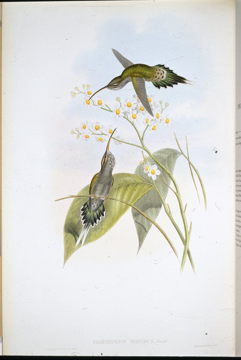 Karvainen erakko (Phaethornis Hispidus) (käsinvärinen lito) tekijältä John (after) Gould