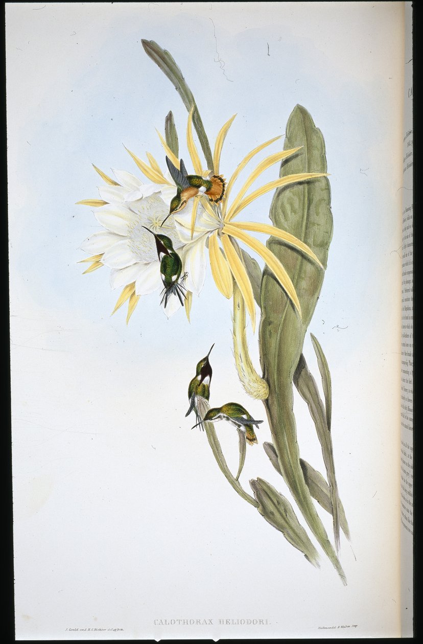 Heliodoren puutähti (Calothorax Heliodori) (käsinvärinen lito) tekijältä John (after) Gould