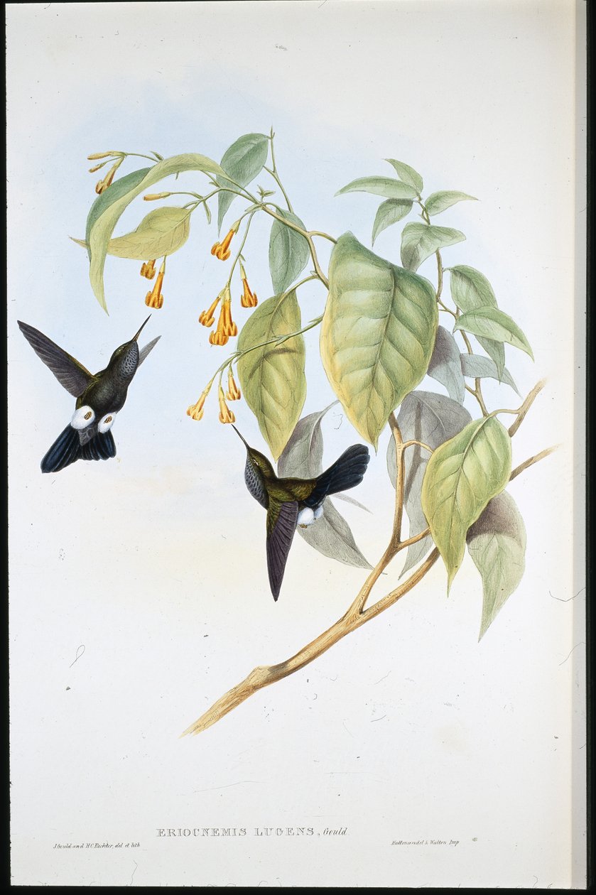 Hoary Puff-leg (Eriocnemis Lugens) (käsinvärinen lito) tekijältä John (after) Gould