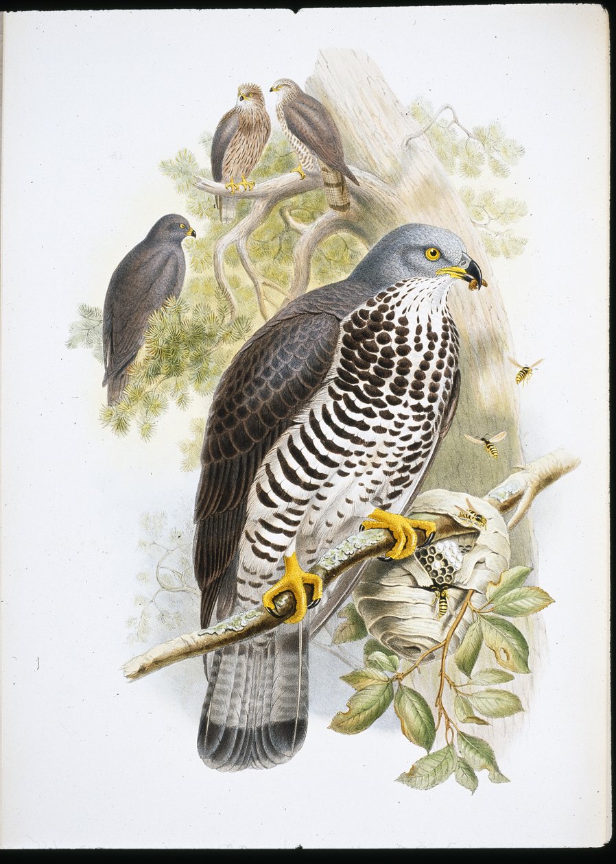 Honey Buzzard (Apivorus Lakka) (käsinvärinen litho) tekijältä John (after) Gould