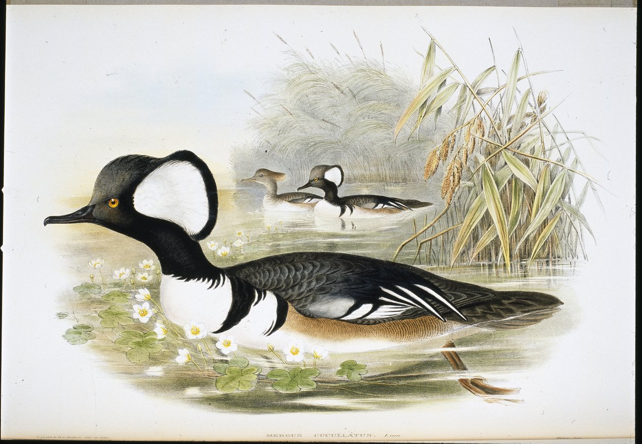 Hupullinen neitsyt (Mergus Cucullatus) (käsinvärinen lito) tekijältä John (after) Gould