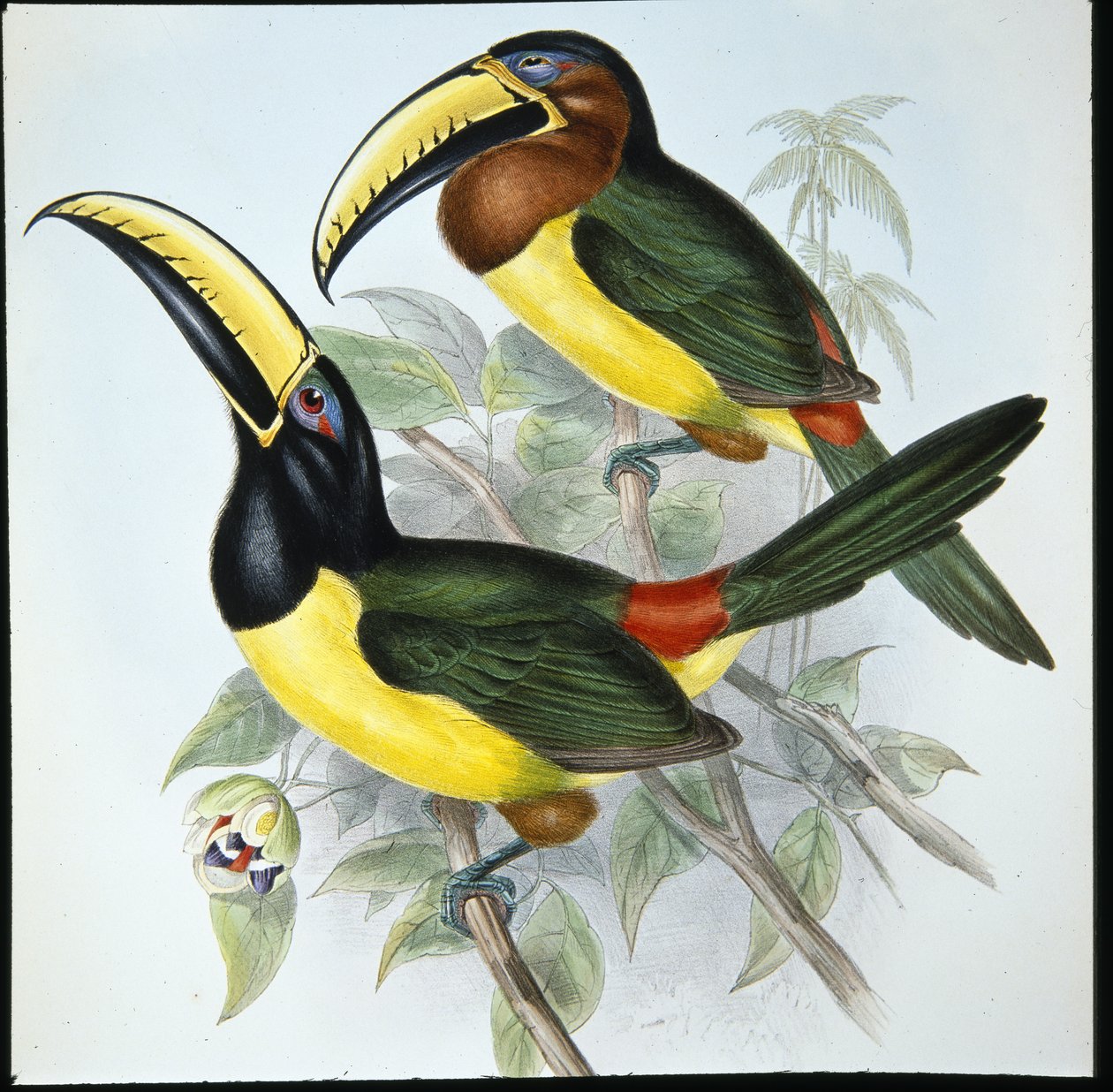 Humboldtin Aracari (Pteroglossus Humboldti) (käsinvärinen lito) tekijältä John (after) Gould